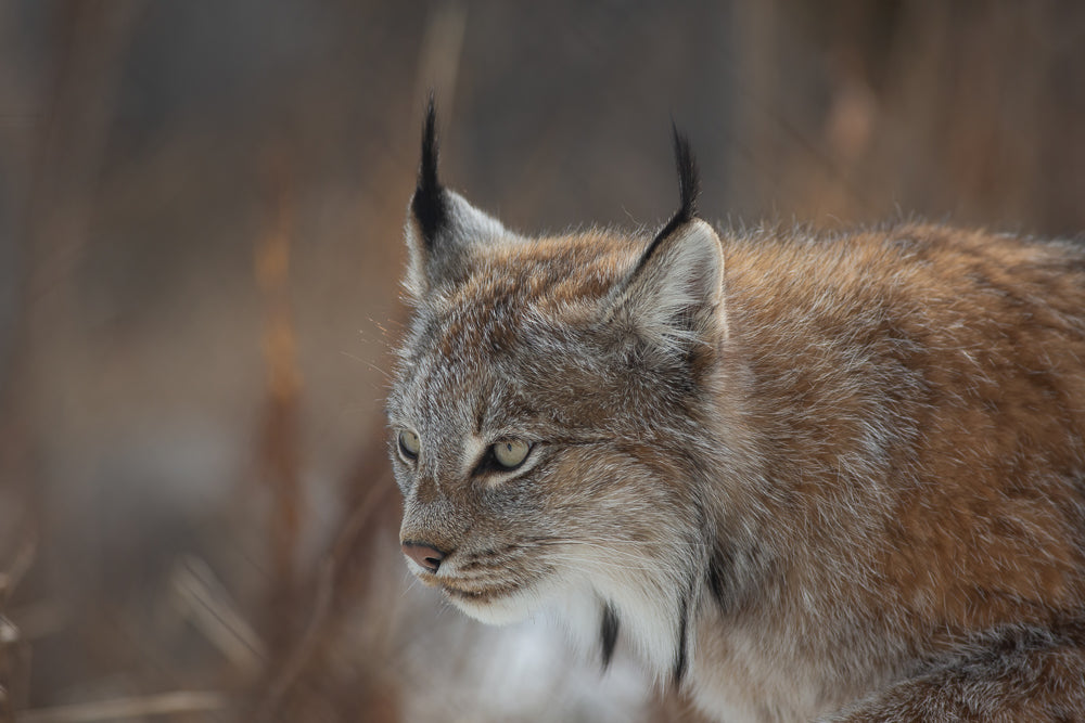 Lynx