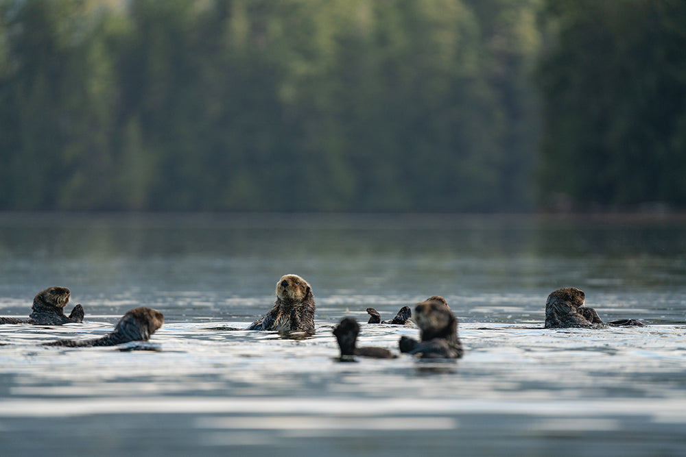 Serene Gathering