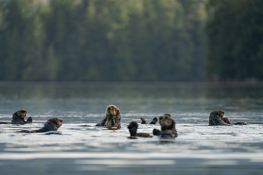 Otter Family