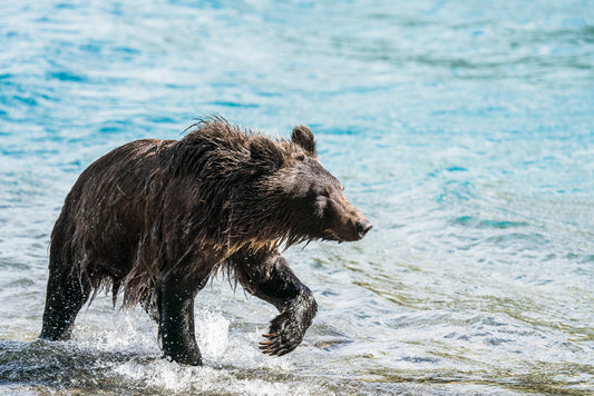 Walking Bear