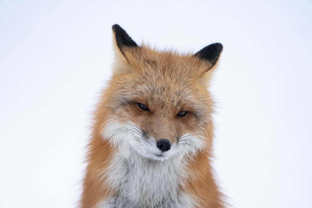 Fox