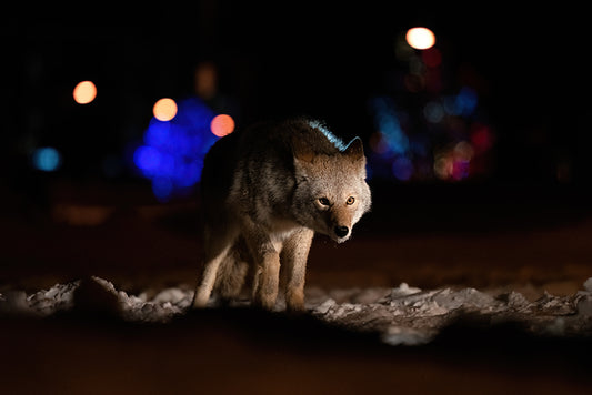 Urban Coyote