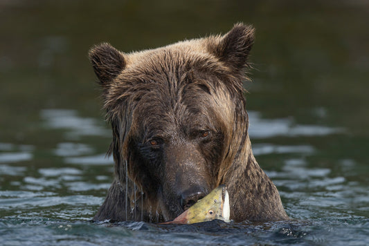 Grizzly salmon