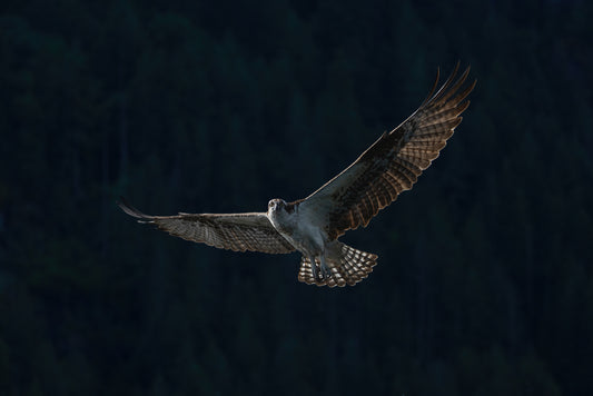 Soaring in the Sun