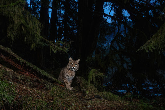 Bobcat