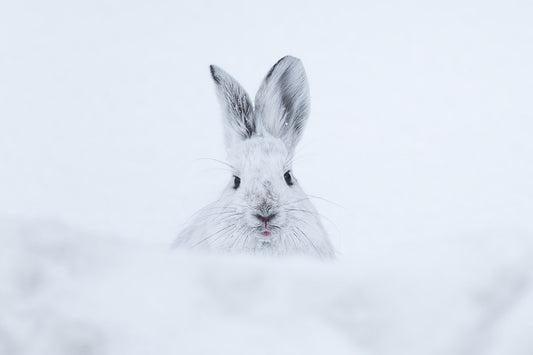 Snowbound Stare