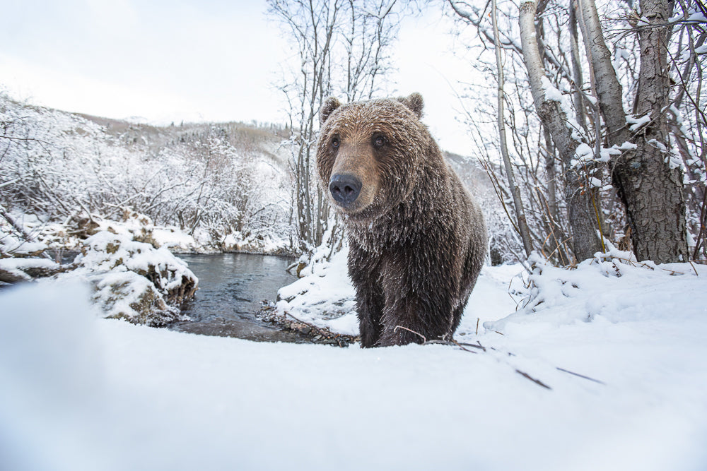 Frozen Curiosity