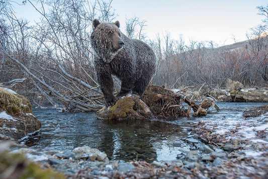 Frosted Fisher