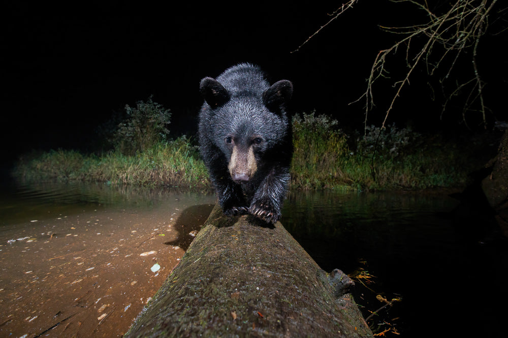 Curious Cub