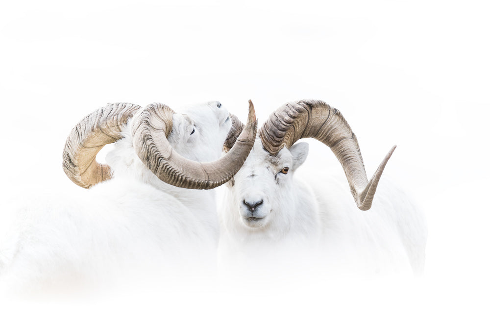 Dall Sheep