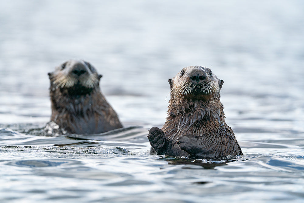 Sea Otters