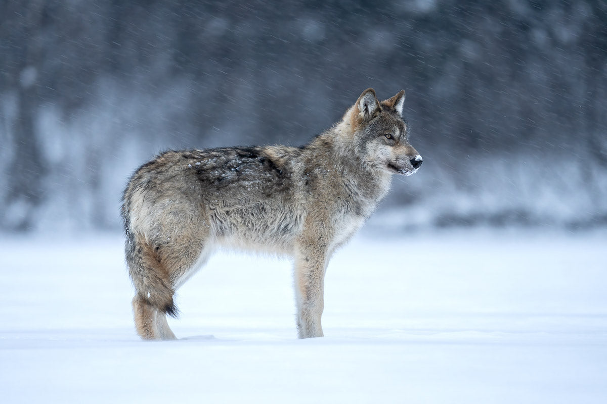 Winter Sentinel